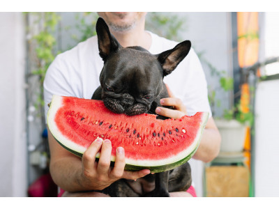 Can French Bulldogs Eat  Watermelon? Exploring the Benefits of this Refreshing Treat